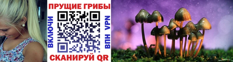 блэк спрут как зайти  Благовещенск  Псилоцибиновые грибы мицелий 